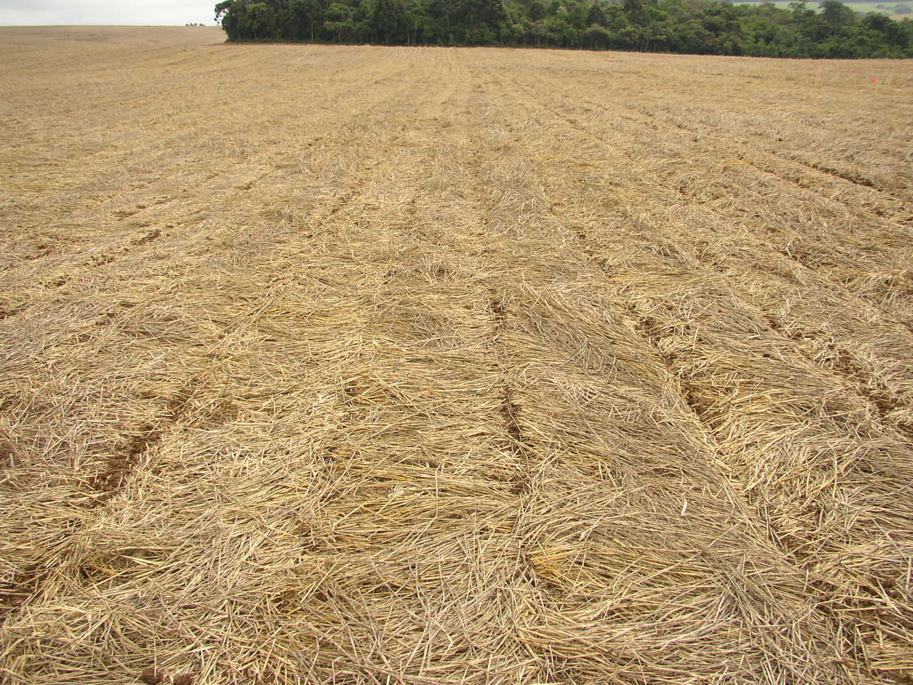 Palhada de aveia preta (6,7 ton)