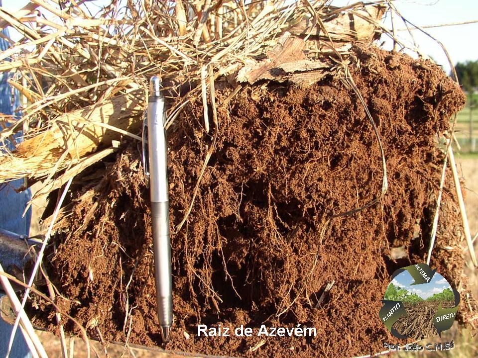 Raiz de azevem e estrutura